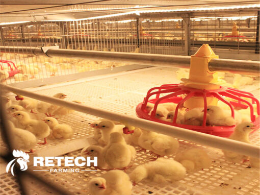 Broiler breeding should pay attention to "heating"!