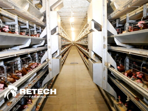 Advantages of automatic feeder equipment!