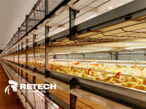 How to solve high temperature of the chicken house?