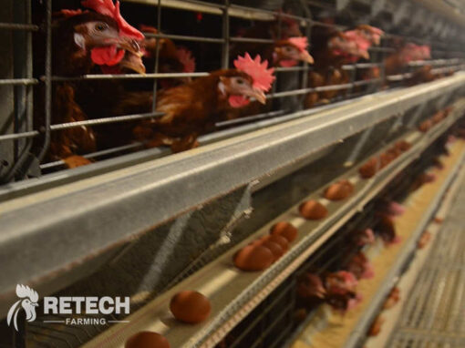 Improving the hatching rate in chicken farms?