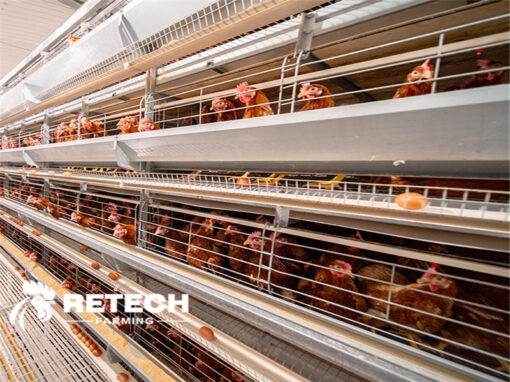 2 types of automatic battery layer cage!