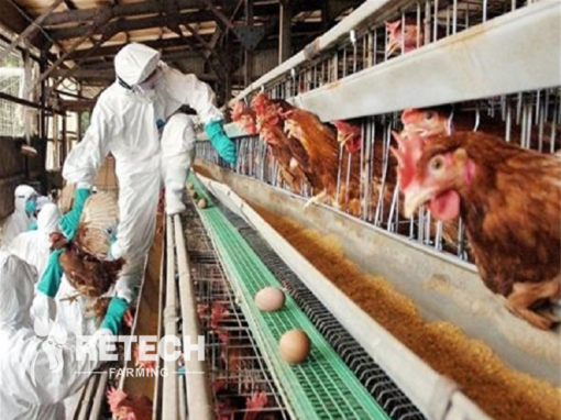 How to prevent bird flu in chicken coop