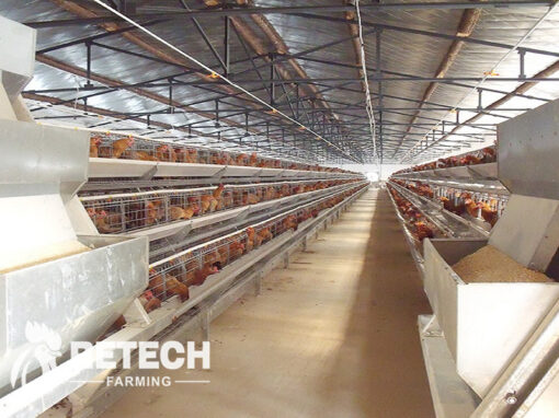automatic chicken farms