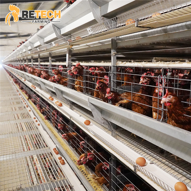 layer chicken cage