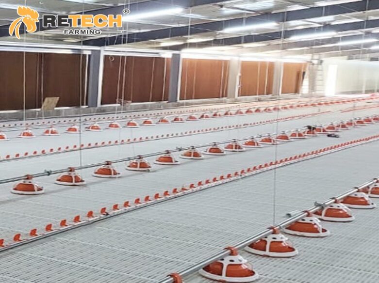 Advantages of broiler raising on ground RETECH Farming