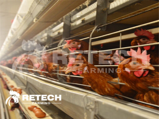 How to prevent laying hens from shedding hair?