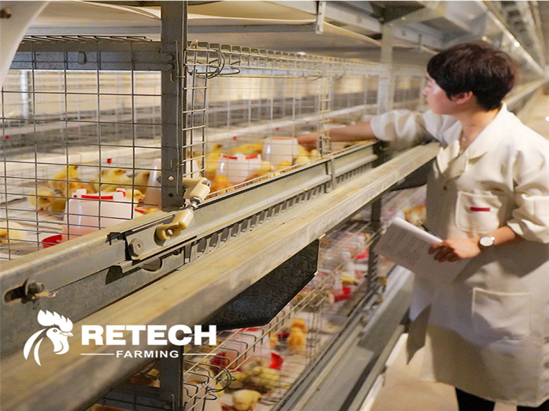 chicken farming