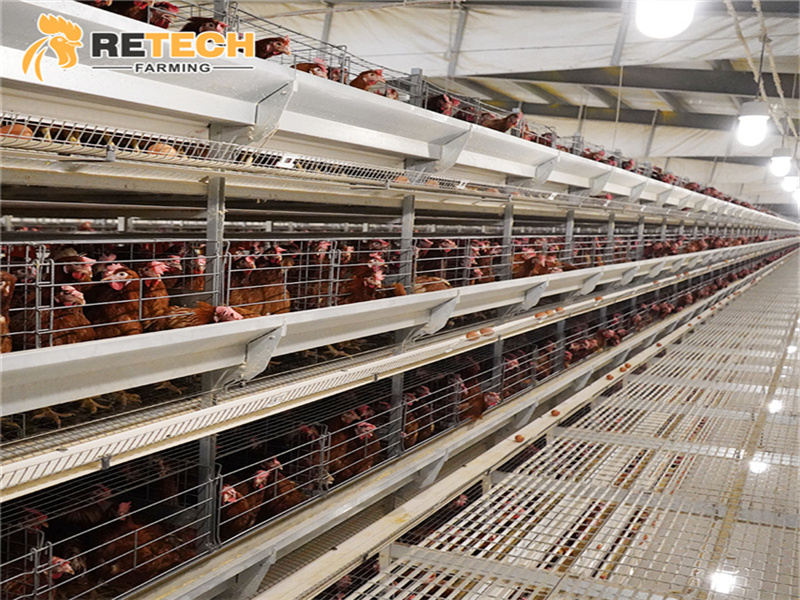 laying hens cage