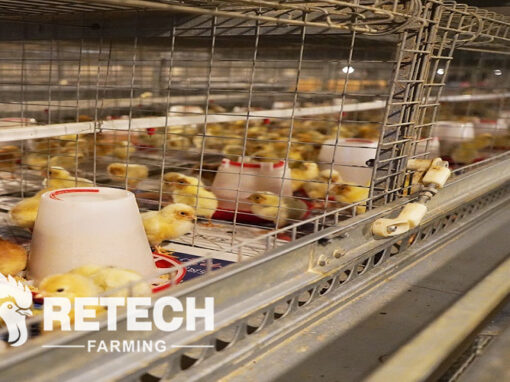 modern poultry farms